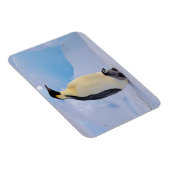 Magnet Flexible Penguin | Apténodytes (Côté Droit)