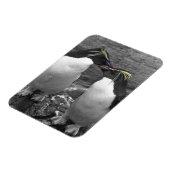 Magnet Flexible Penguin Colour Splash (Côté Gauche)