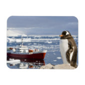 Magnet Flexible Penguin Gentoo (Horizontal)