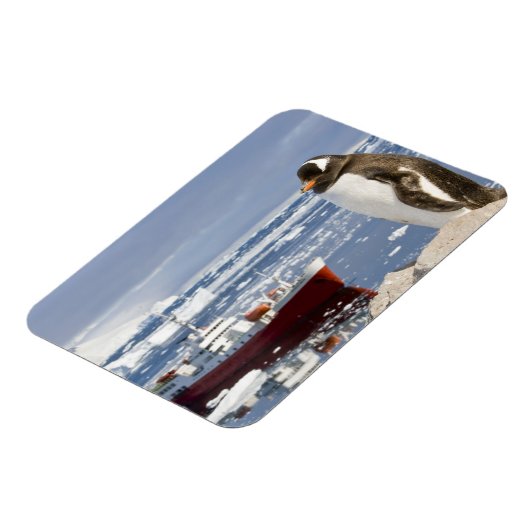 Magnet Flexible Penguin Gentoo (Côté Gauche)