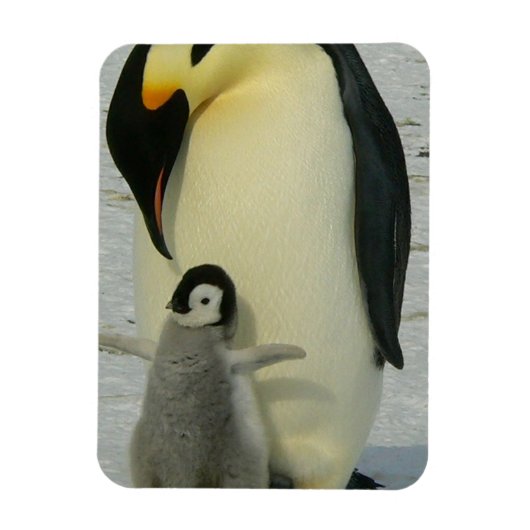 Magnet Flexible Penguin Looking at Chick (Vertical)