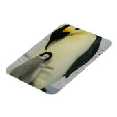 Magnet Flexible Penguin Looking at Chick (Côté Gauche)