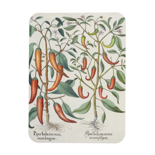 Magnet Flexible Peppers: 1.Piper Indicum maximum longum; 2.Piper I (Vertical)