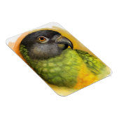 Magnet Flexible Perroquet du Sénégal peinture réaliste (Côté Droit)