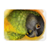 Magnet Flexible Perroquet du Sénégal peinture réaliste (Horizontal)