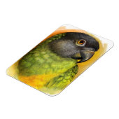 Magnet Flexible Perroquet du Sénégal peinture réaliste (Côté Gauche)
