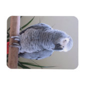 Magnet Flexible Perroquet gris d'Afrique (Horizontal)