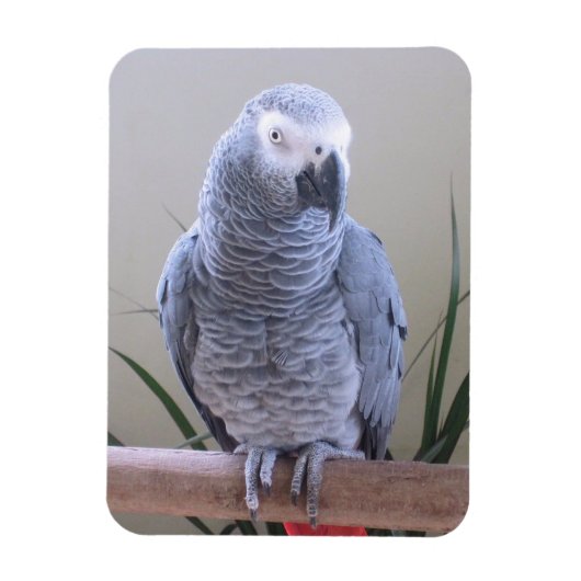 Magnet Flexible Perroquet gris d'Afrique (Vertical)