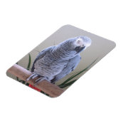 Magnet Flexible Perroquet gris d'Afrique (Côté Gauche)