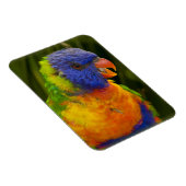 Magnet Flexible Perruche colorée (Côté Droit)