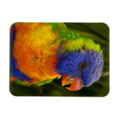 Magnet Flexible Perruche colorée (Horizontal)
