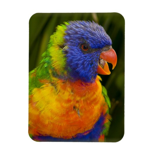 Magnet Flexible Perruche colorée (Vertical)