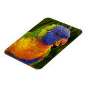 Magnet Flexible Perruche colorée (Côté Gauche)