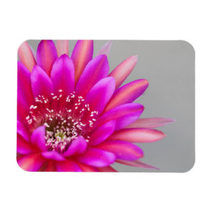 Magnet Flexible Pétales de fleurs de cactus rose vibrant