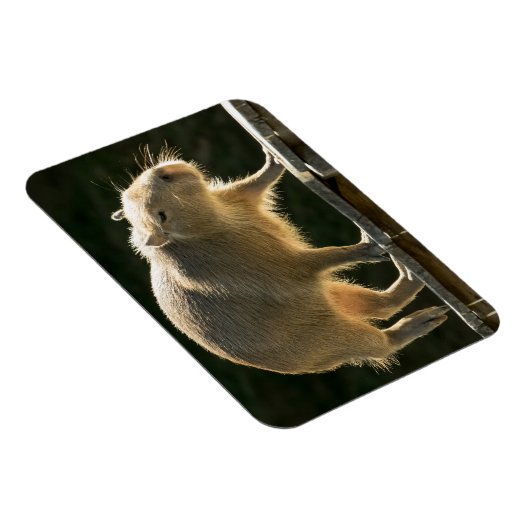 Magnet Flexible Petit aimant Capybara (Côté Droit)