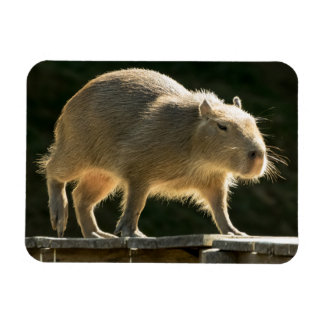 Magnet Flexible Petit aimant Capybara