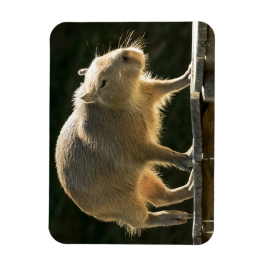 Magnet Flexible Petit aimant Capybara (Vertical)