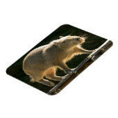 Magnet Flexible Petit aimant Capybara (Côté Gauche)