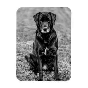 Magnet Flexible Petit animal de compagnie de Chien Noir du Labrado