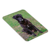 Magnet Flexible Petit animal de compagnie de Chien Noir du Labrado (Côté Droit)