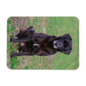 Magnet Flexible Petit animal de compagnie de Chien Noir du Labrado (Horizontal)