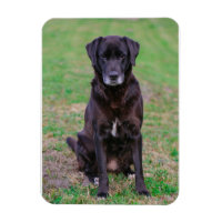 Petit animal de compagnie de Chien Noir du Labrado