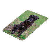 Magnet Flexible Petit animal de compagnie de Chien Noir du Labrado (Côté Gauche)