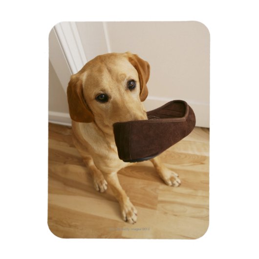Magnet Flexible Petit chiot de récupération Labrador avec glisseur (Vertical)