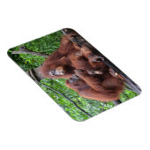 Magnet Flexible Petit déjeuner avec le zoo de Singapour Orangutans (Côté Droit)