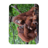 Magnet Flexible Petit déjeuner avec le zoo de Singapour Orangutans (Vertical)
