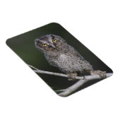 Magnet Flexible Petit-duc maculé, Megascops asio, Otus 2 (Côté Droit)