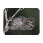 Magnet Flexible Petit-duc maculé, Megascops asio, Otus 2 (Horizontal)