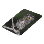 Magnet Flexible Petit-duc maculé, Megascops asio, Otus 2 (Côté Gauche)
