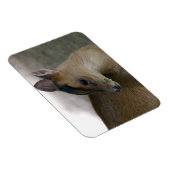 Magnet Flexible Petit muntjac (Côté Droit)