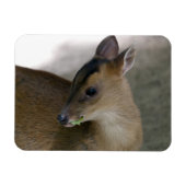 Magnet Flexible Petit muntjac (Horizontal)