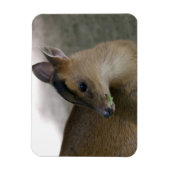 Magnet Flexible Petit muntjac (Vertical)