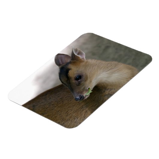 Magnet Flexible Petit muntjac (Côté Gauche)