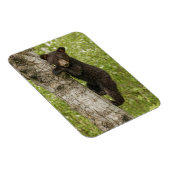 Magnet Flexible Petit Ours noir dans l'arbre (Côté Droit)