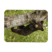 Magnet Flexible Petit Ours noir dans l'arbre (Horizontal)