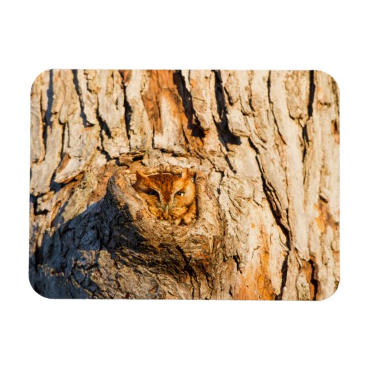Magnet Flexible Petite chouette des terriers orientale (Horizontal)
