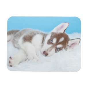 Magnet Flexible Petite marionnette Husky posée sur une couverture
