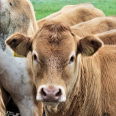 MAGNET FLEXIBLE PETITE VACHE CUITE