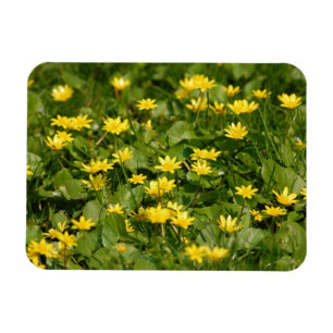 Magnet Flexible Petites fleurs jaunes dans l'herbe1957 FLEURS NATU