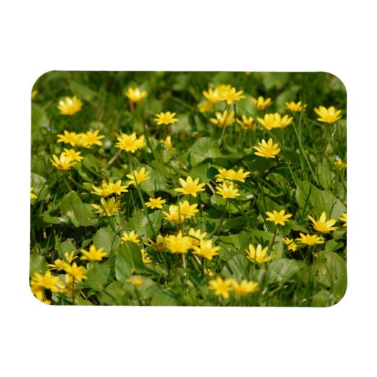 Magnet Flexible Petites fleurs jaunes dans l'herbe1957 FLEURS NATU (Horizontal)