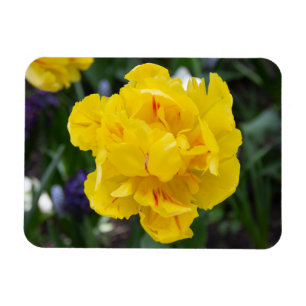 Magnet Flexible Petites tulipes jaunes dans le jardin