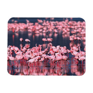 Magnet Flexible Petits Flamants (Phoeniconaias minor), Afrique,
