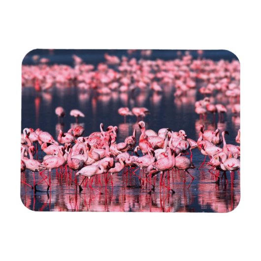 Magnet Flexible Petits Flamants roses (Phoeniconaias mineur), Afri (Horizontal)