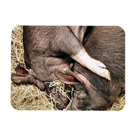 MAGNET FLEXIBLE PETITS PIÈCES FRAÎCHES (Horizontal)