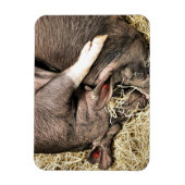 MAGNET FLEXIBLE PETITS PIÈCES FRAÎCHES (Vertical)