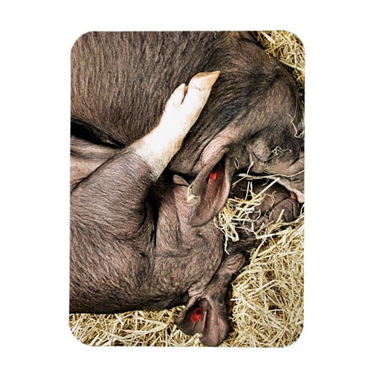 MAGNET FLEXIBLE PETITS PIÈCES FRAÎCHES (Vertical)